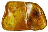 Fossil Spider (Araneae) In Baltic Amber #109456-1